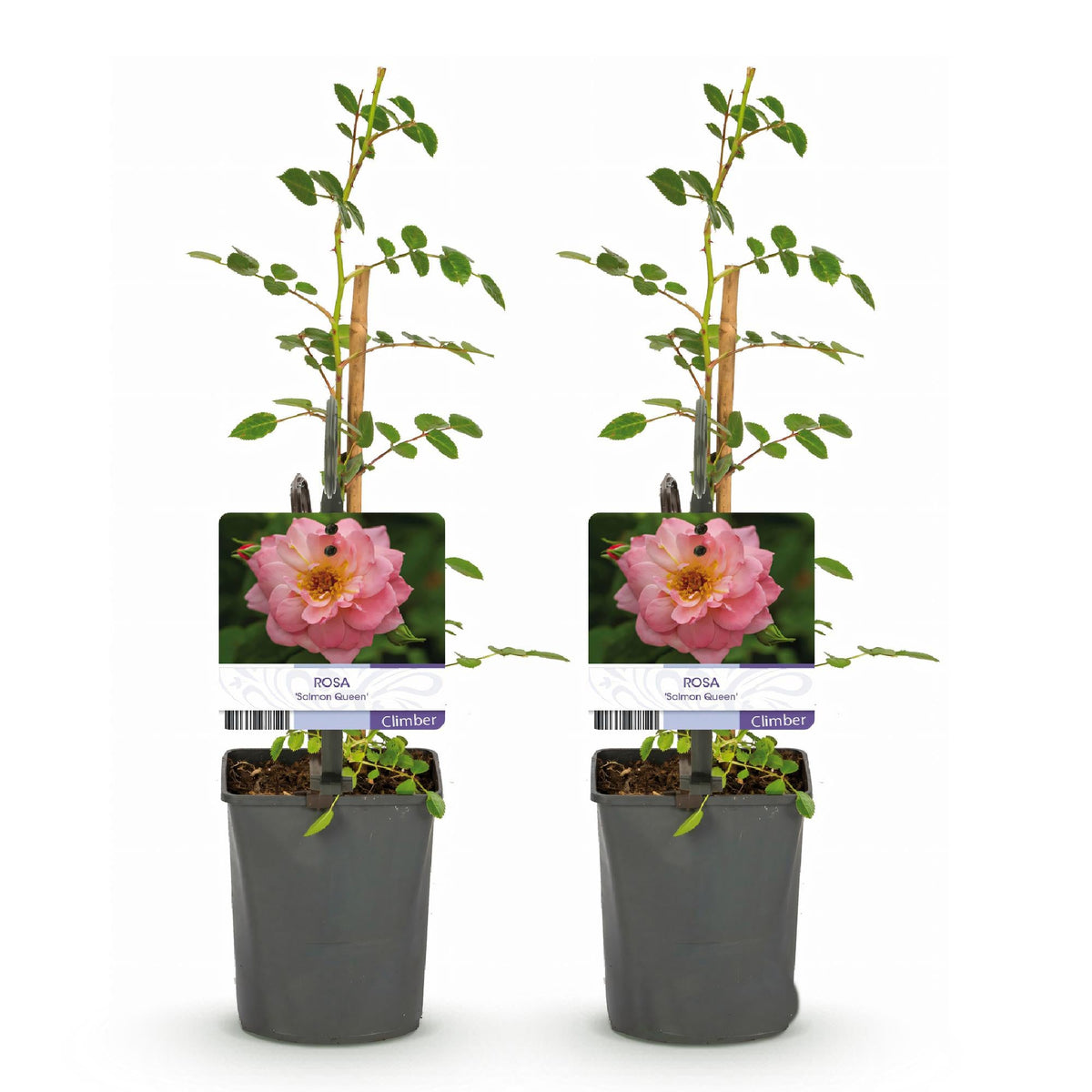 Kletterrose – Rosa Salmon Queen – Lachsrosa Blüten – 2 Pflanzen – 11cm – Höhe 40cm – Duftend & pflegeleicht – Blüte Juni bis Oktober 