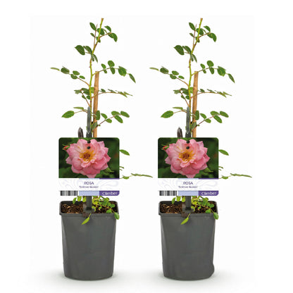 Kletterrose – Rosa Salmon Queen – Lachsrosa Blüten – 2 Pflanzen – 11cm – Höhe 40cm – Duftend & pflegeleicht – Blüte Juni bis Oktober 