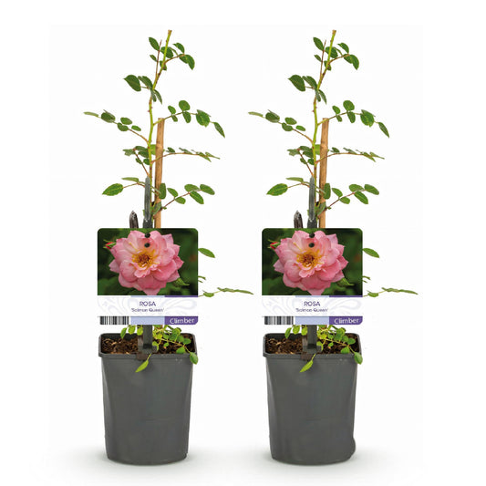 Kletterrose – Rosa Salmon Queen – Lachsrosa Blüten – 2 Pflanzen – 11cm – Höhe 40cm – Duftend & pflegeleicht – Blüte Juni bis Oktober 
