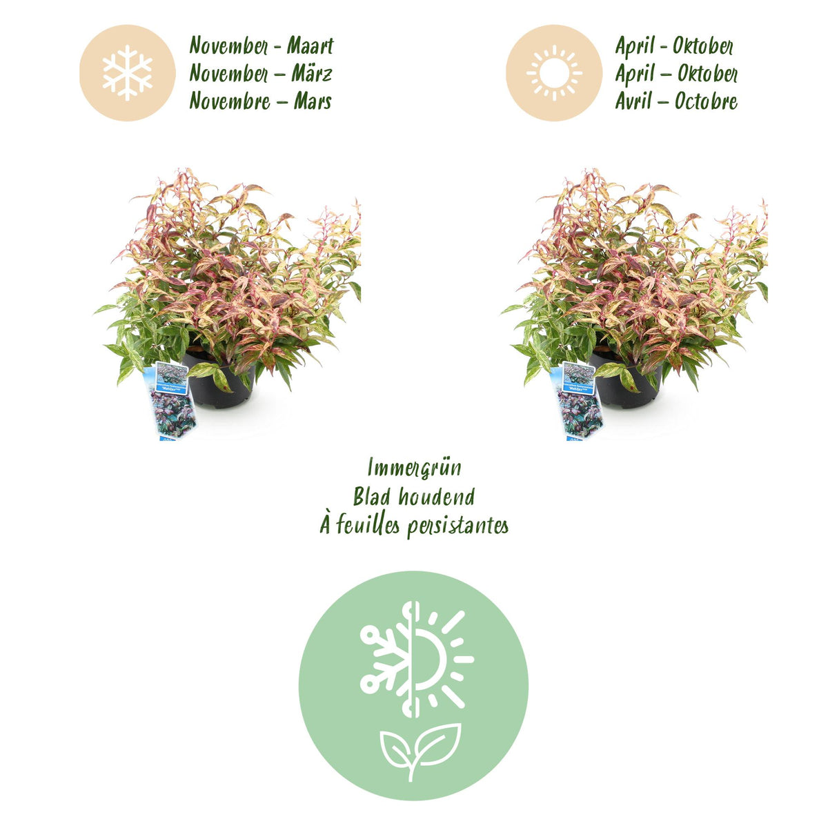 GreenboutiQ - Gartenpflanze - Leucothoe Makijaz - Braun - 2 Pflanzen - Immergrün - Wenig Pflege - Topf 17cm Höhe 45cm 