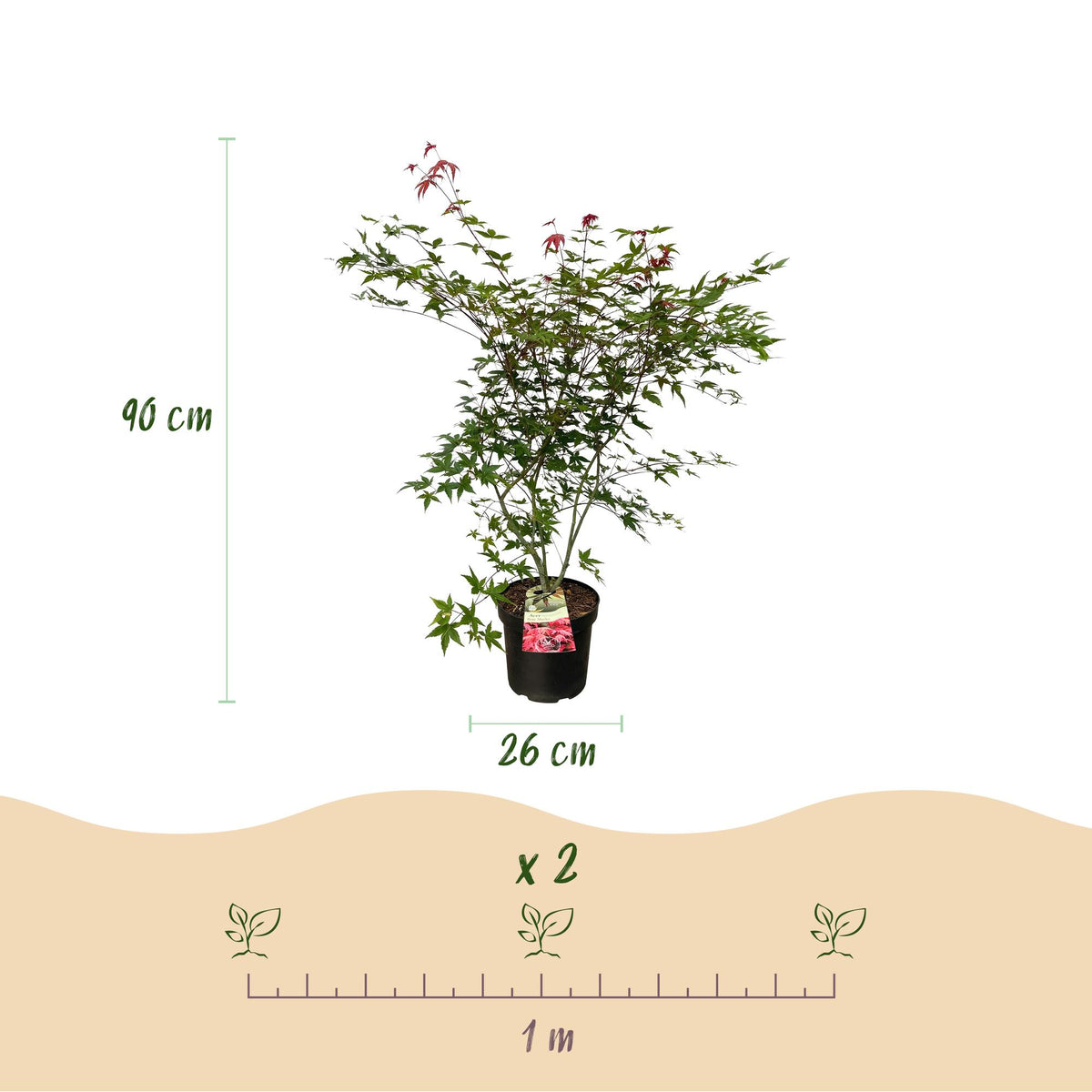 Green boutiQ - Gartenpflanze - Acer palmatum Beni Maiko - Japanischer Ahorn - Laubabwerfend - Rot - 1 - Topf 26cm - Höhe 90cm 