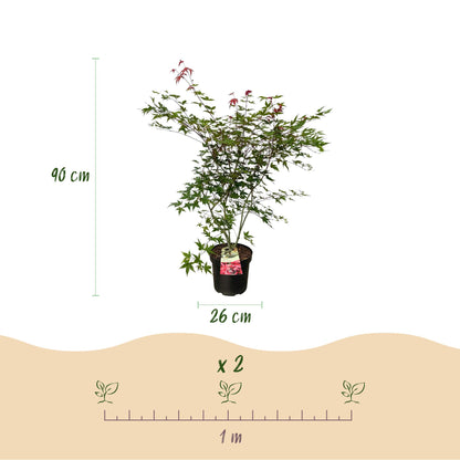 Green boutiQ - Gartenpflanze - Acer palmatum Beni Maiko - Japanischer Ahorn - Laubabwerfend - Rot - 1 - Topf 26cm - Höhe 90cm 