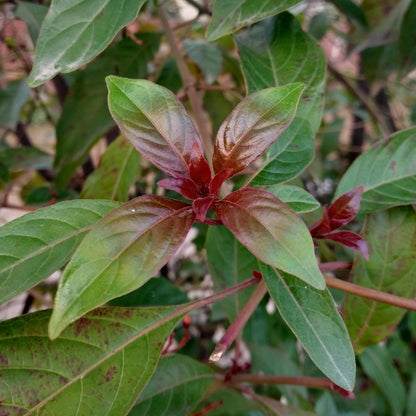 Cornus alba 'Kesselringii' – Schwarzholz-Hartriegel – Zierstrauch 17cm – ca. 45cm hoch – Pflegeleicht & winterhart – Für Hecke & Beet 