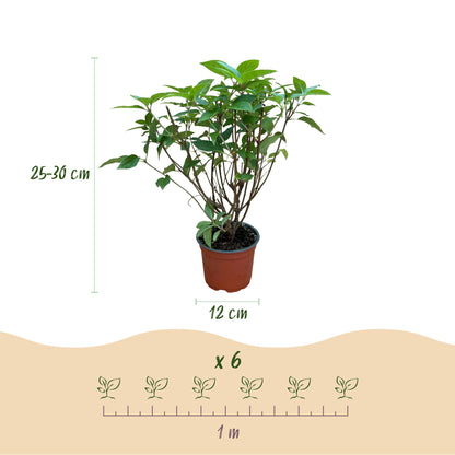 Green boutiQ - Gartenpflanze - Hydrangea panniculata Limelight - Rispenhortensie - Winterhart - Limettengrün - 1 Pflanze - Topf 12cm - Höhe 20-30cm 