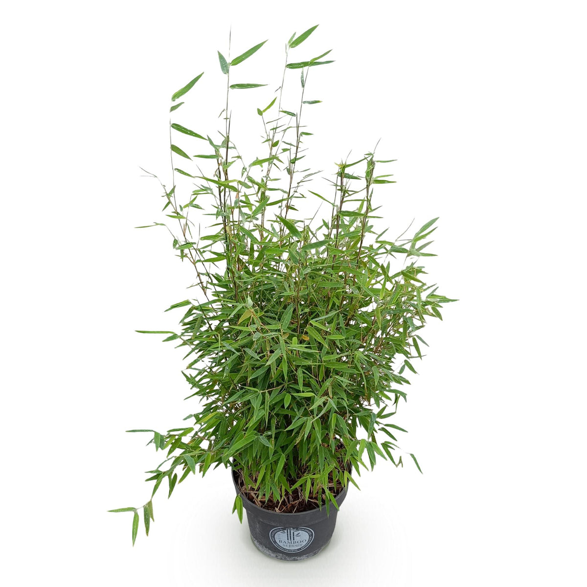 Green boutiQ - Gräser - Fargesia nitida Red Dragon - Bambus - Rutenlos - Grün - 1 Pflanze - Topf 23 cm - Höhe 80 cm 