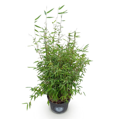 Green boutiQ - Gräser - Fargesia nitida Red Dragon - Bambus - Rutenlos - Grün - 1 Pflanze - Topf 23 cm - Höhe 80 cm 