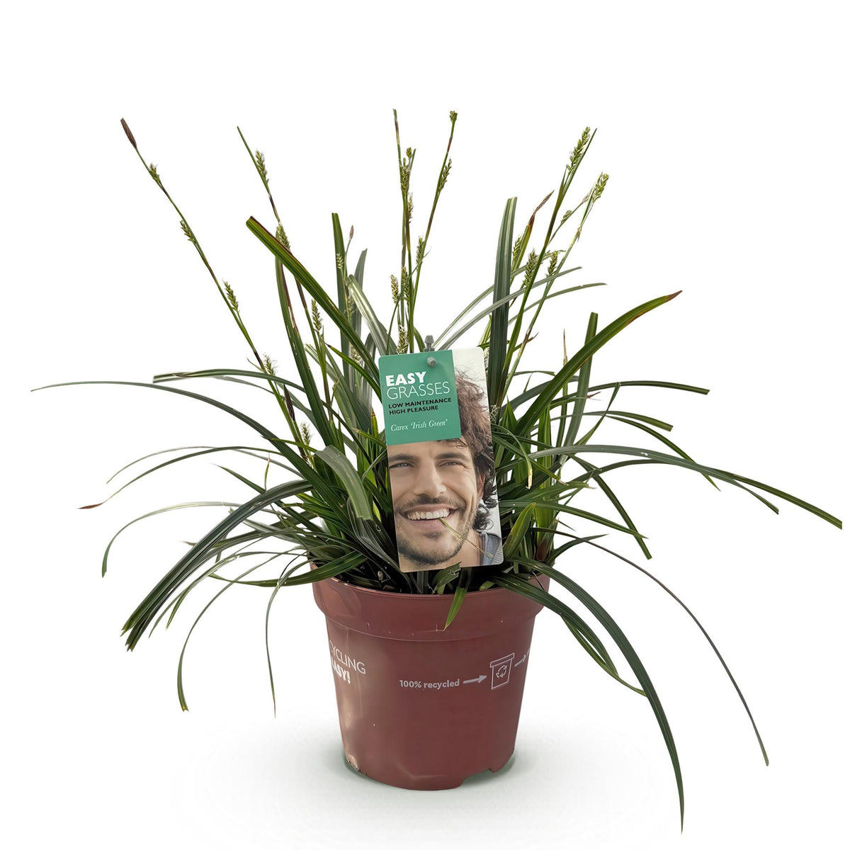 GreenboutiQ - Ziergräser - Carex oshimensis Intense Green - Grün - 1 Pflanze - Immergrün - Winterhart - Topf 17cm Höhe 50cm 
