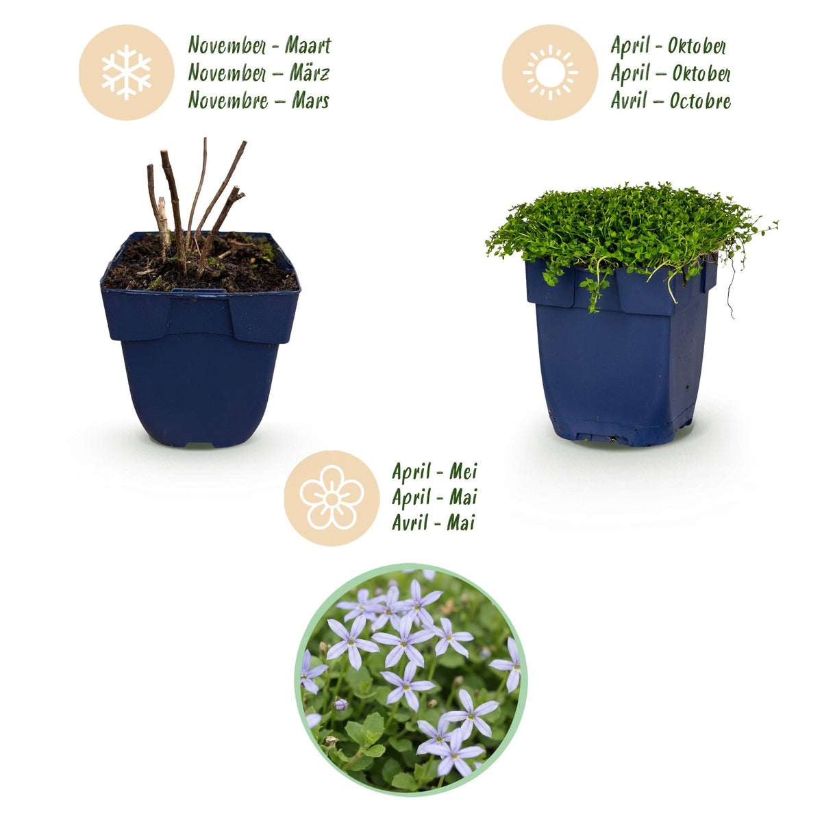 Sternmoos – Isotoma fluviatilis – 6 Pflanzen – Topf Ø11cm – Bienenfreundliche Staude für Garten & Balkon – Ansicht 4