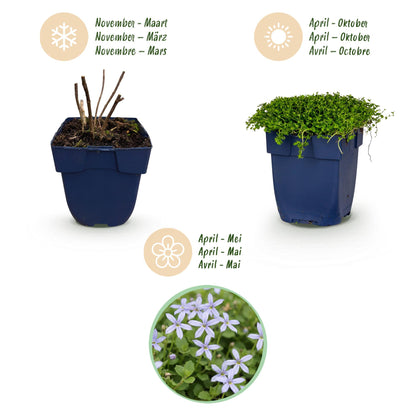 Sternmoos – Isotoma fluviatilis – 6 Pflanzen – Topf Ø11cm – Bienenfreundliche Staude für Garten & Balkon – Ansicht 4