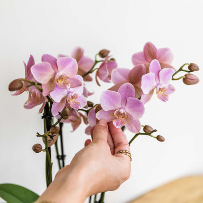 Kolibri Orchids | altrosa Phalaenopsis-Orchidee - Jewel Treviso - Topfgröße Ø9cm | blühende Zimmerpflanze - frisch vom Züchter 