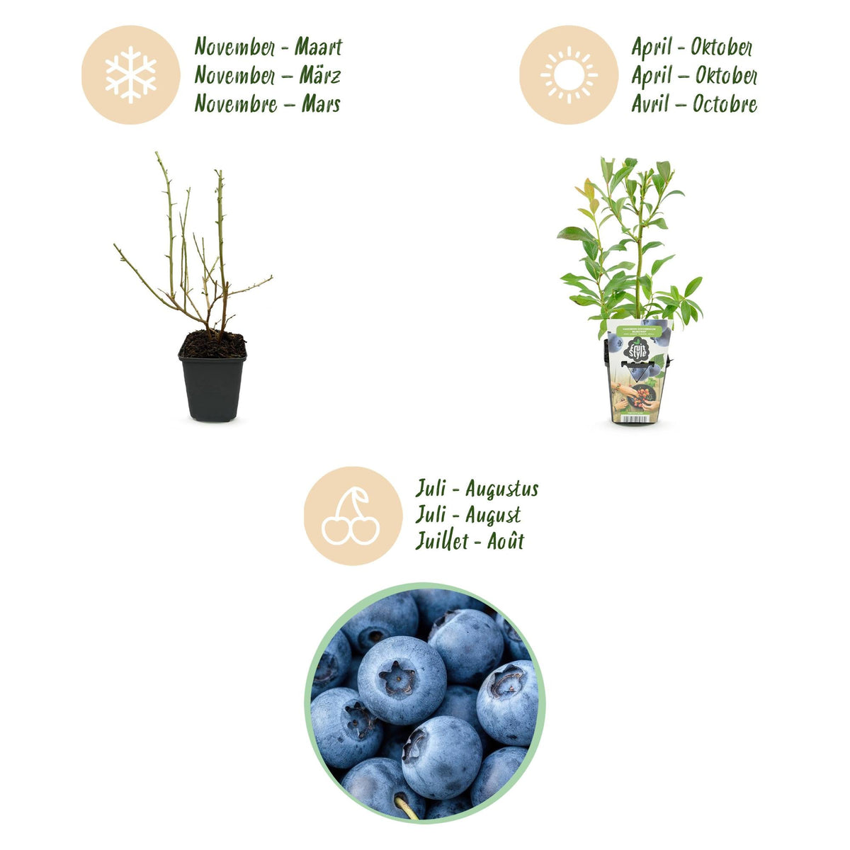 Blaubeere Vaccinium corymbosum Bluegold winterhart Ø9cm Höhe 30cm – Ansicht 14