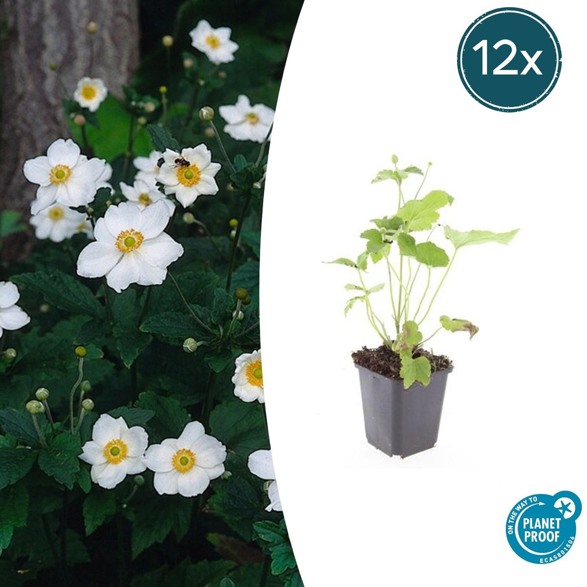 Japan – Herbst – Anemone hyb. 'Honorine Jobert' – ↕10-25cm – Ø9cm – 6 Pflanzen – Herbstblüher – Pflegeleicht – Sonne & Halbsc