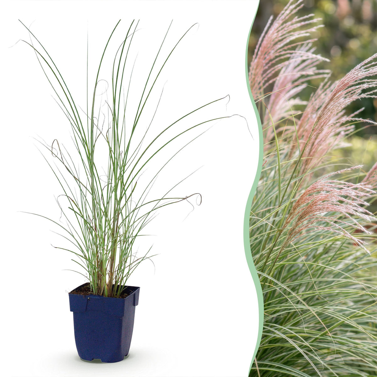 Chinaschilf 'Morning Light' – Miscanthus sinensis 'Morning Light' – Topf Ø11cm