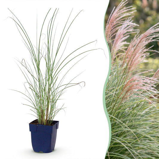 Chinaschilf 'Morning Light' – Miscanthus sinensis 'Morning Light' – Topf Ø11cm