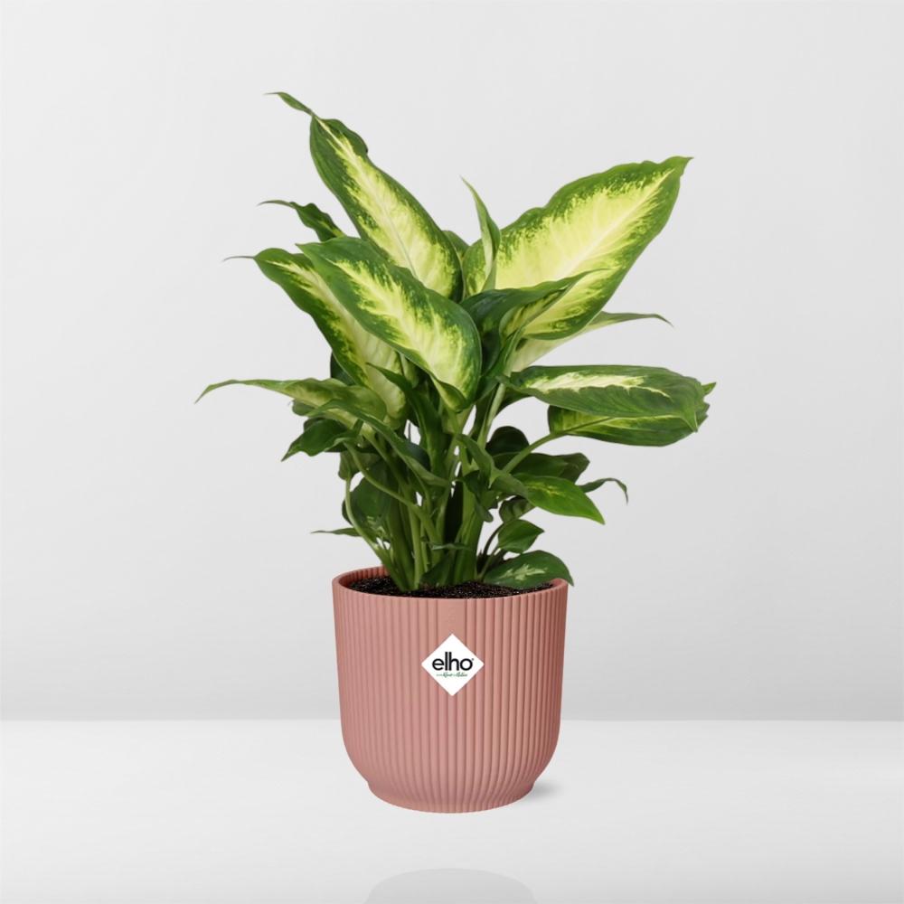 Dieffenbachia ‘Camilla’ – Zimmerpflanze im 14cm – Luftreinigende tropische Zimmerpflanze – Pflegeleicht – Halbschatten geeignet 