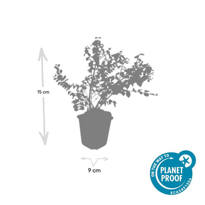 Niedrige Purpurbeere Symphoricarpos × chenaultii 'Hancock' – 24 Pflanzen – ↕10-25 cm – Ø9 cm – Winterharter Strauch – Weiße Blüten & Beeren – Pflegeleicht & Wetterbeständig 