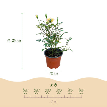 Green boutiQ - Gartenrose - Rosa Tricolor Fairy - Rose - Winterhart - Gelb-Rosa - 3 Pflanzen - Topf 12cm - Höhe 20-25cm 