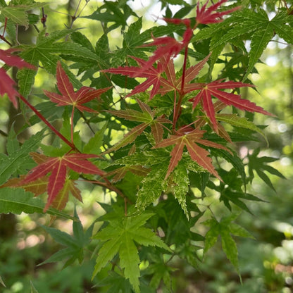 Green boutiQ - Gartenpflanze - Acer palmatum Phoenix - Japanischer Ahorn - Laubabwerfend - Grün - Rot - 1 - Topf 26cm - Höhe 90cm 