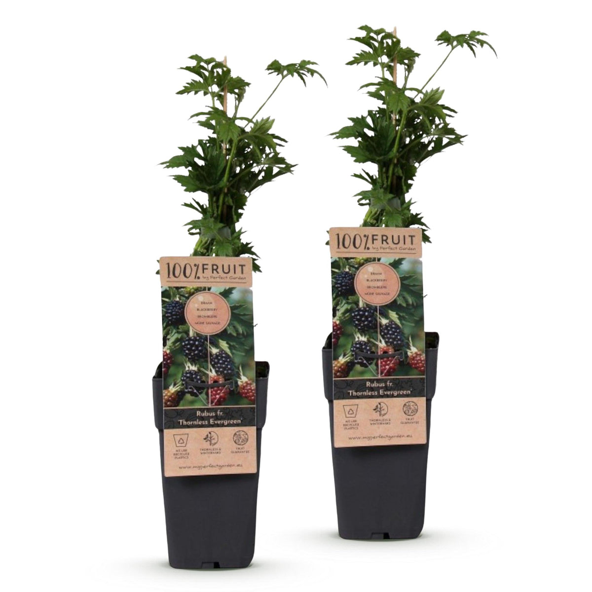 Green boutiQ - Fruit Plant - Rubus fruticosus Thornless Evergreen - Blackberry Plant - Thornless - Black Raspberry - 2 Plants - Pot 15cm - Height 50cm 