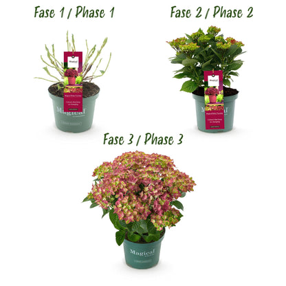 Hortensie Magical Ruby Tuesday & Saphire – 2 Pflanzen – Hydrangea macrophylla - 23 cm – Ca. 55 cm hoch – 6–10 Blüten – Für Balkon, Terrasse & Beet – Pflegeleicht 