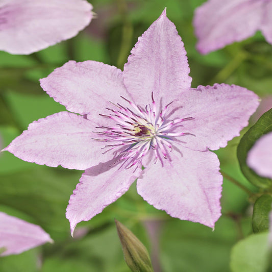 Kletterpflanze Clematis Hagley Hybrid – Rosa Blüten – Wenig Pflege – 2 Pflanzen – 11 cm Höhe 40 cm – Für Garten, Balkon & Pergolen 
