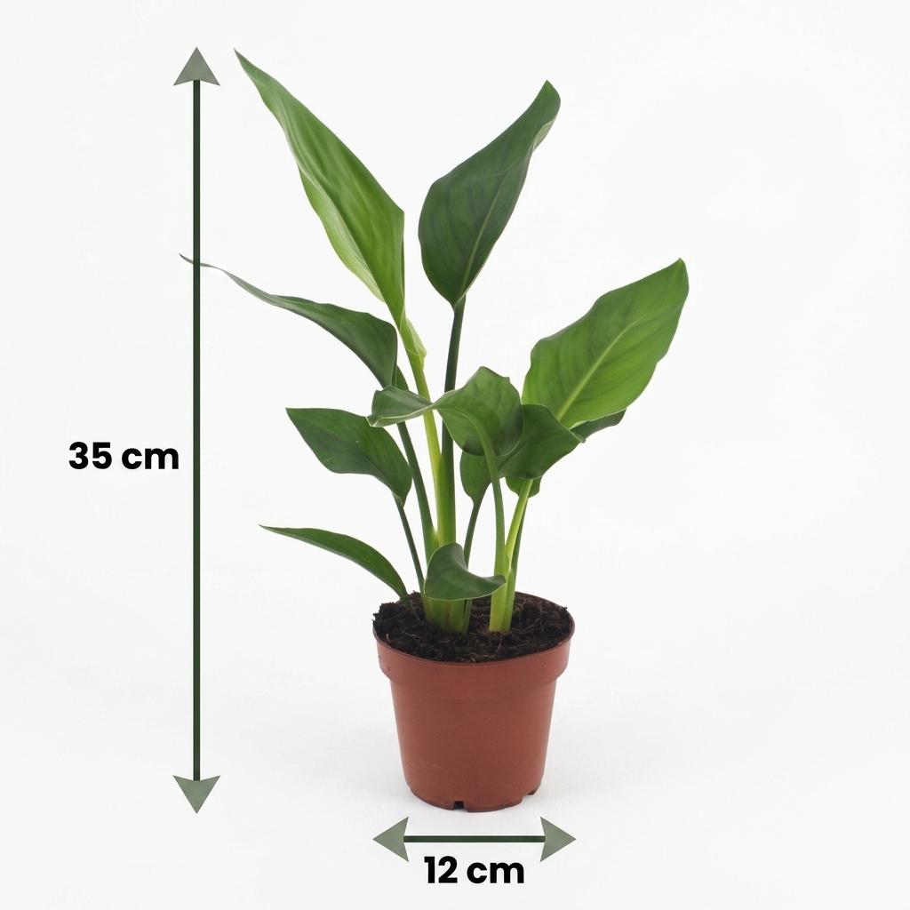 Paradiesvogelblume – Strelitzia reginae – Topf Ø12cm – Höhe 35cm – mit Seegraskorb – Dekorative Zimmerpflanze – Ansicht 5
