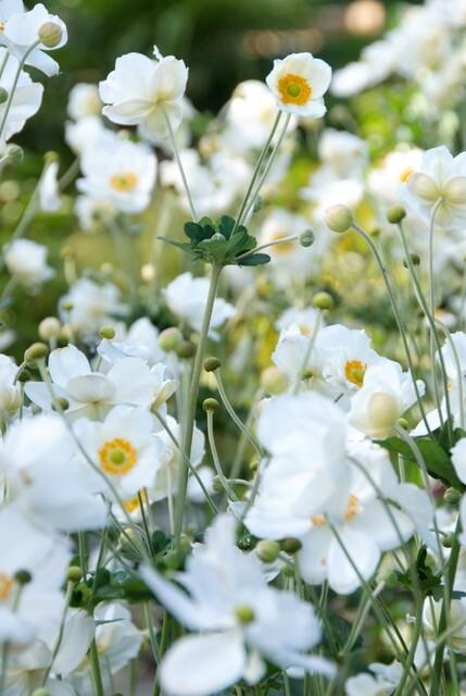 Japan-Herbst-Anemone Anemone hyb. 'Honorine Jobert' – ↕10-25cm – Ø9cm – 6 Pflanzen – Herbstblüher – Pflegeleicht – Sonne & Halbschatten 