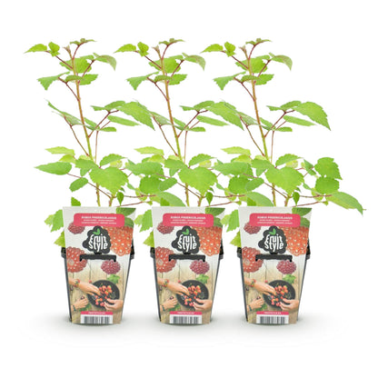 Japanische Weinbeere Rubus phoenicolasius winterhart 3 Pflanzen Ø9cm Höhe30cm – Rote Beeren – Exotische Obstpflanze für Garten & Balkon 