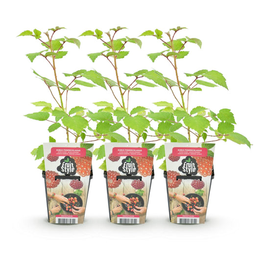 Japanische Weinbeere Rubus phoenicolasius winterhart 3 Pflanzen Ø9cm Höhe30cm – Rote Beeren – Exotische Obstpflanze für Garten & Balkon 