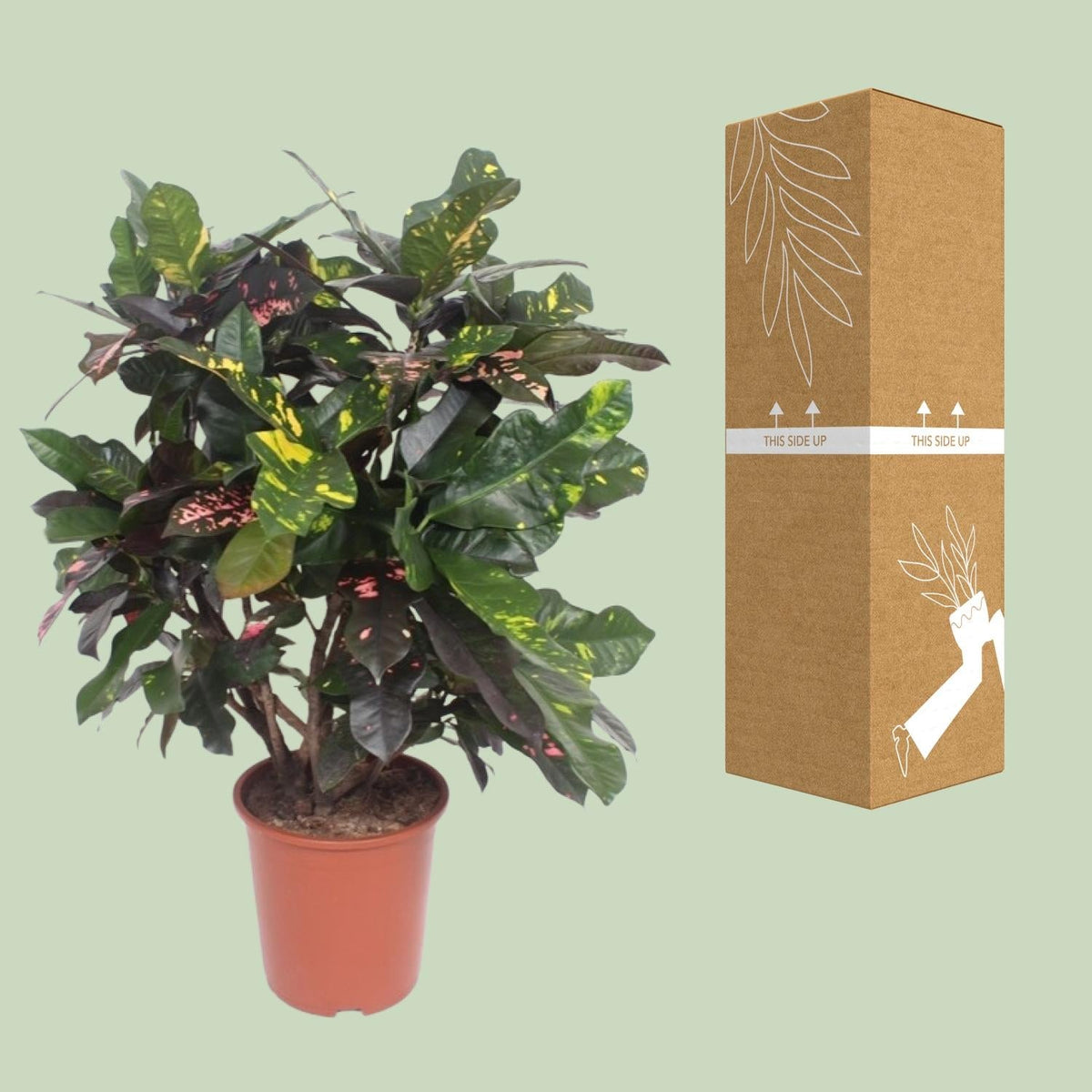 Croton Magnificent – Codiaeum Magnificent – Zimmerpflanze – Ø27cm – ↨110 cm – Tropisch Bunt – Luftreinigend & Pflegeleicht 