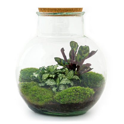 Flaschengarten Teddy – DIY Bausatz Terrarium – ↕26,5cm – Do-It-Yourself Pflanzen-Set im Glas mit Kork – Autarkes Mini-Ökosystem – Mit Calathea, weißer Fittonia & Moos – Für Zuhause & Büro 