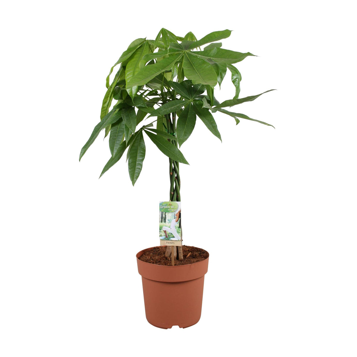 Pachira Aquatica - 70 cm 