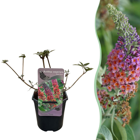 Schmetterlingsstrauch Buddleja davidii Flower Power – Lila-Rosa Blüten – 17 cm x H30 cm – Bis 2 m – Sonnig & Pflegeleicht – Attraktiv für Schmetterlinge 