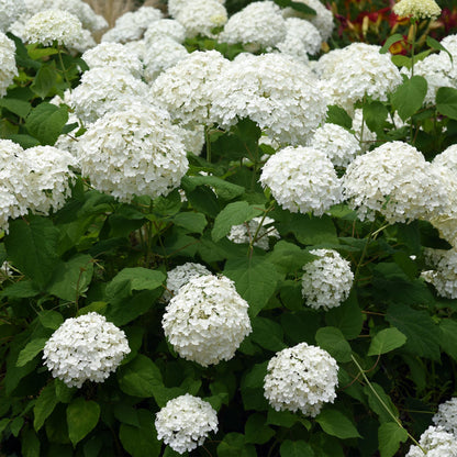 Green boutiQ - Gartenpflanze - Hydrangea arborescens Annabelle - Hortensie - Winterhart - Weiß - 1 Pflanze - Topf 12cm - Höhe 20-30cm 