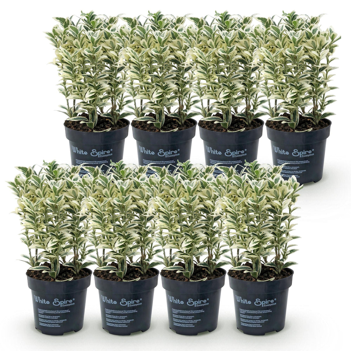 Spindelstrauch 'White Spire' – Euonymus japonicus 'White Spire' – 8 Heckenpflanzen – Topf Ø9cm – Ansicht 2