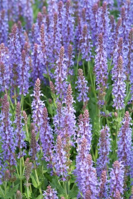 Blüten-Salbei Salvia nemorosa 'Caradonna' – ↕10-25cm – Ø9cm – 6 Pflanzen – Tiefviolett – Bienenfreundlich – Pflegeleicht – Sonniger Standort 