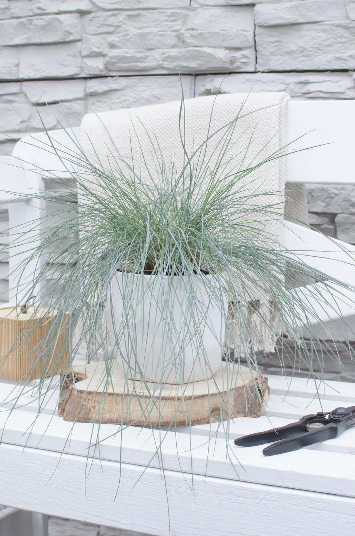 Blauschwingel-Gras - Festuca glauca Azura Blue - Ø14cm - ↨30cm 