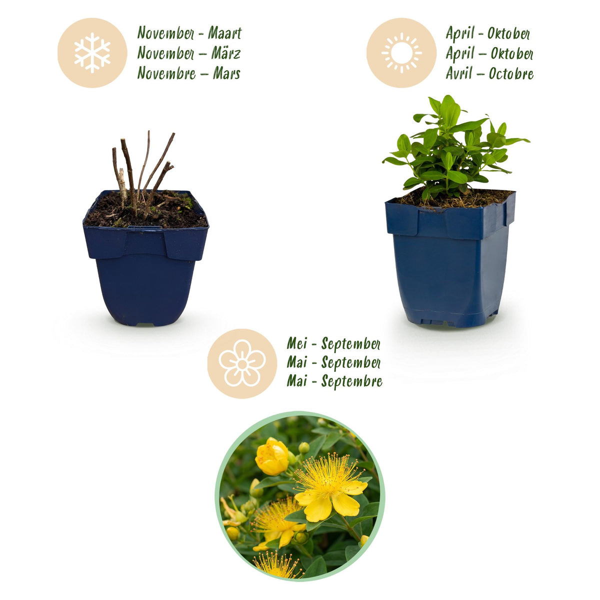 Johanniskraut – Hypericum calycinum – 6 Pflanzen – Topf Ø11cm – Bienenfreundliche Staude für Garten & Balkon – Ansicht 4