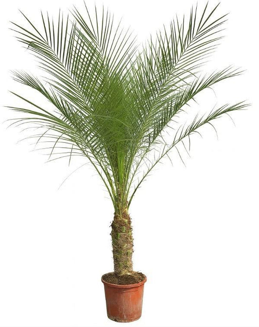 Phoenix Roebelenii auf Stiel - 190cm - 200cm 