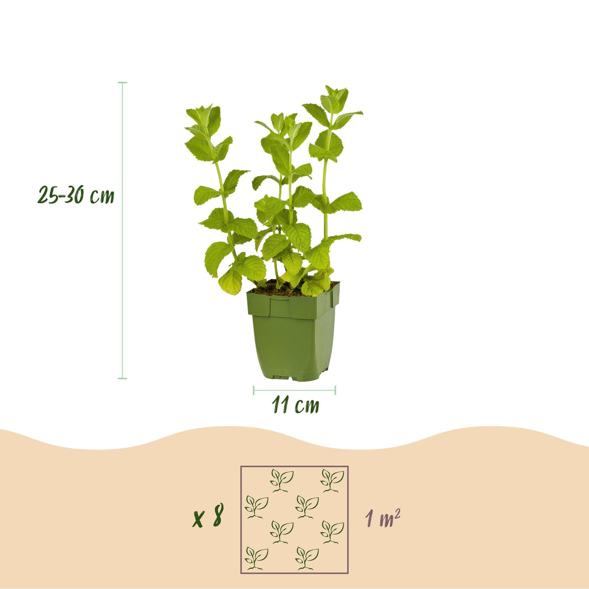 Staudenset Teekräuter – 6 aromatische Kräuterstauden für ca. 1 m² – Für frischen Kräutertee aus dem eigenen Garten – Pflegeleichtes Kräuterpaket – Ø11 cm