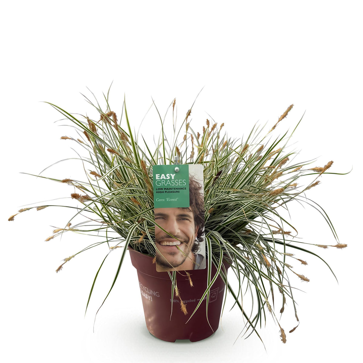 GreenboutiQ - Ziergräser - Carex oshimensis Everest - Weiß und Grün - 1 Pflanze - Immergrün - Winterhart - Topf 17cm Höhe 50cm 