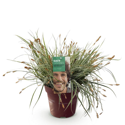 GreenboutiQ - Ziergräser - Carex oshimensis Everest - Weiß und Grün - 1 Pflanze - Immergrün - Winterhart - Topf 17cm Höhe 50cm 