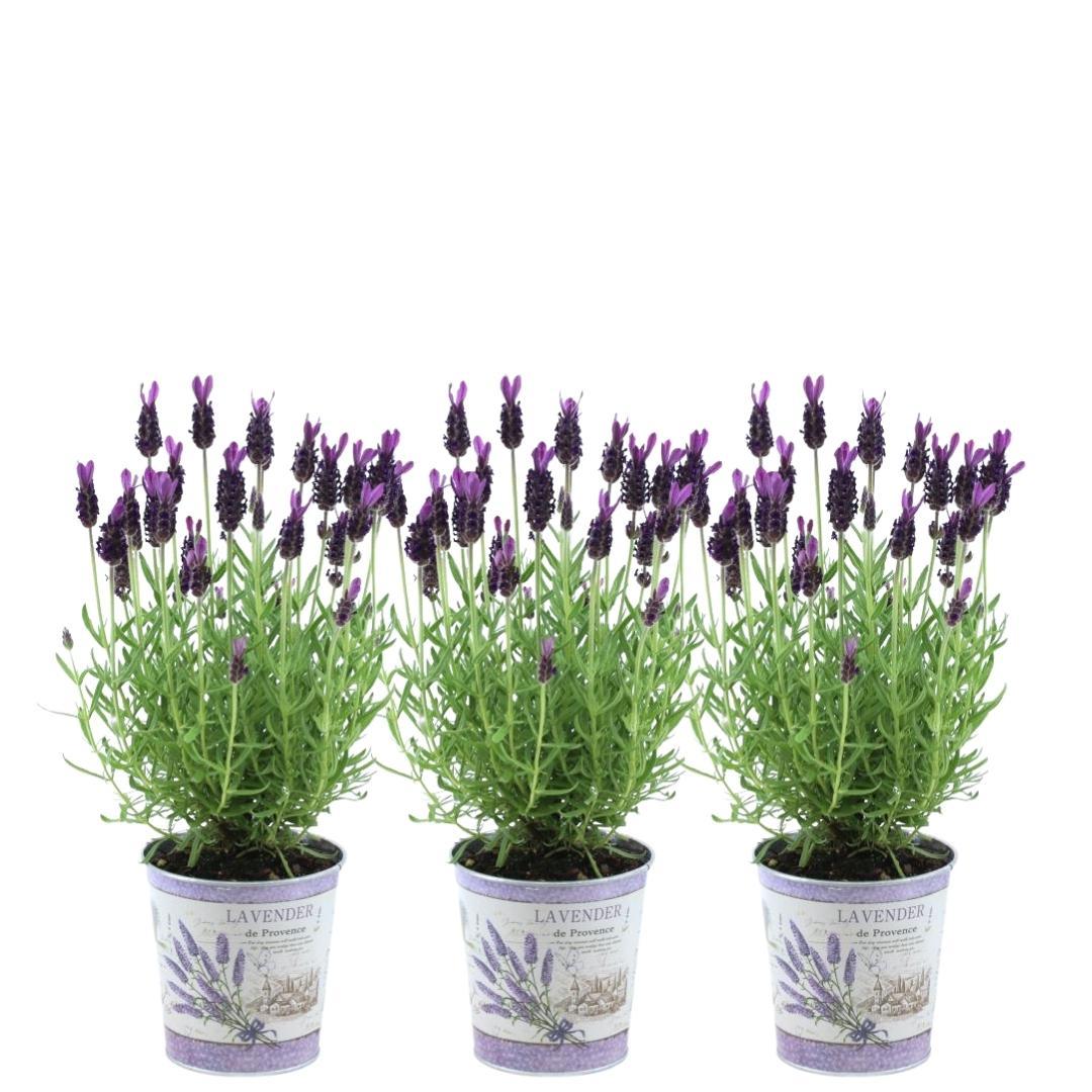 Echter Lavendel Lavandula stoechas Anouk – 3 Pflanzen – Duftender Schopflavendel im Dekotopf Lavenderprint – Ø13 cm – Winterhart – Für Balkon, Terrasse & Garten 