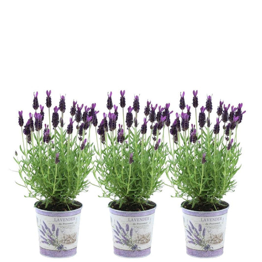 Echter Lavendel Lavandula stoechas Anouk – 3 Pflanzen – Duftender Schopflavendel im Dekotopf Lavenderprint – Ø13 cm – Winterhart – Für Balkon, Terrasse & Garten 