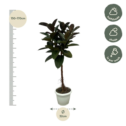 Gummibaum Ficus Elastica Robusta Stamm – Zimmerpflanze 140cm hoch – Ø27cm – Üppige, glänzende Blätter – Pflegeleicht & dekorativ 