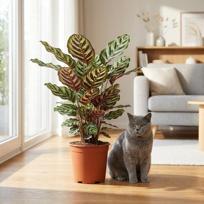 Calathea Makoyana Pfauen Korbmarante 70cm – Zimmerpflanze im weißen Übertopf Ø19cm – dekorative Blattzeichnung mit violetter Unterseite – pflegeleicht, luftreinigend für Wohnung & Büro 