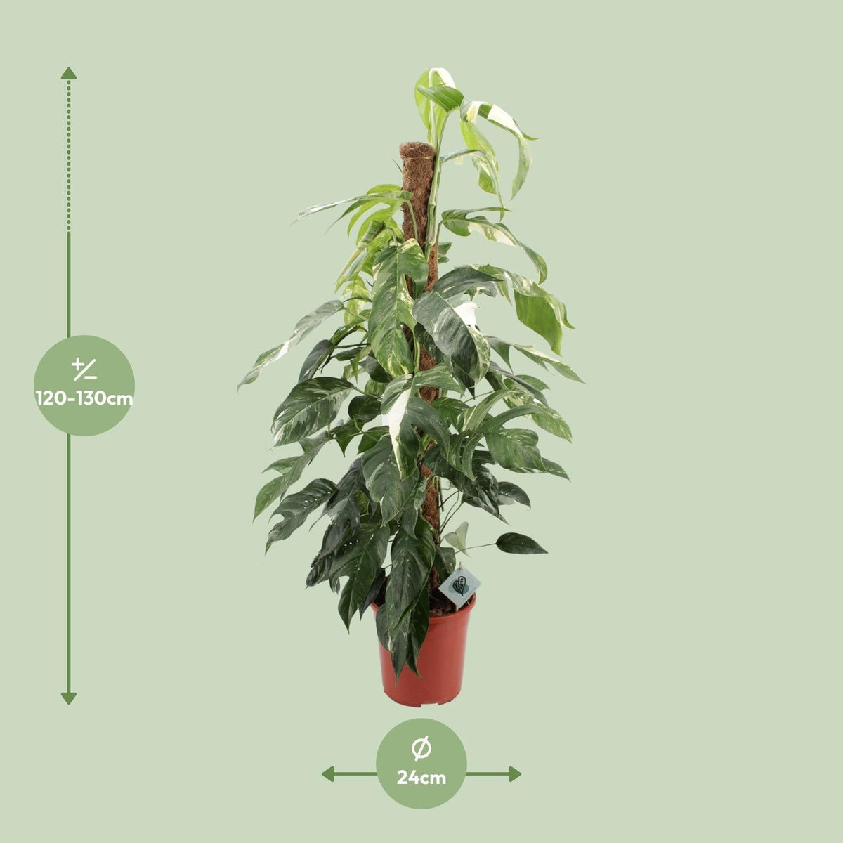 Efeutute - Epipremnum Pinnatum Albo Variegata - Zimmerpflanze - Ø24cm - ↕125cm 