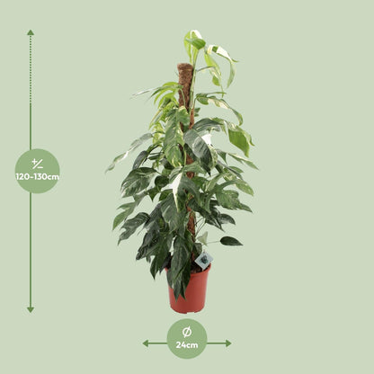 Efeutute - Epipremnum Pinnatum Albo Variegata - Zimmerpflanze - Ø24cm - ↕125cm 
