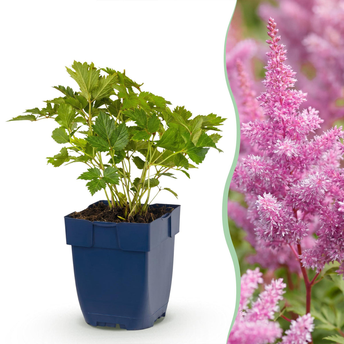 Zwerg-Prachtspiere 'Pumila' – Astilbe chinensis 'Pumila' – 6 Pflanzen – Topf Ø11cm – Ansicht 2