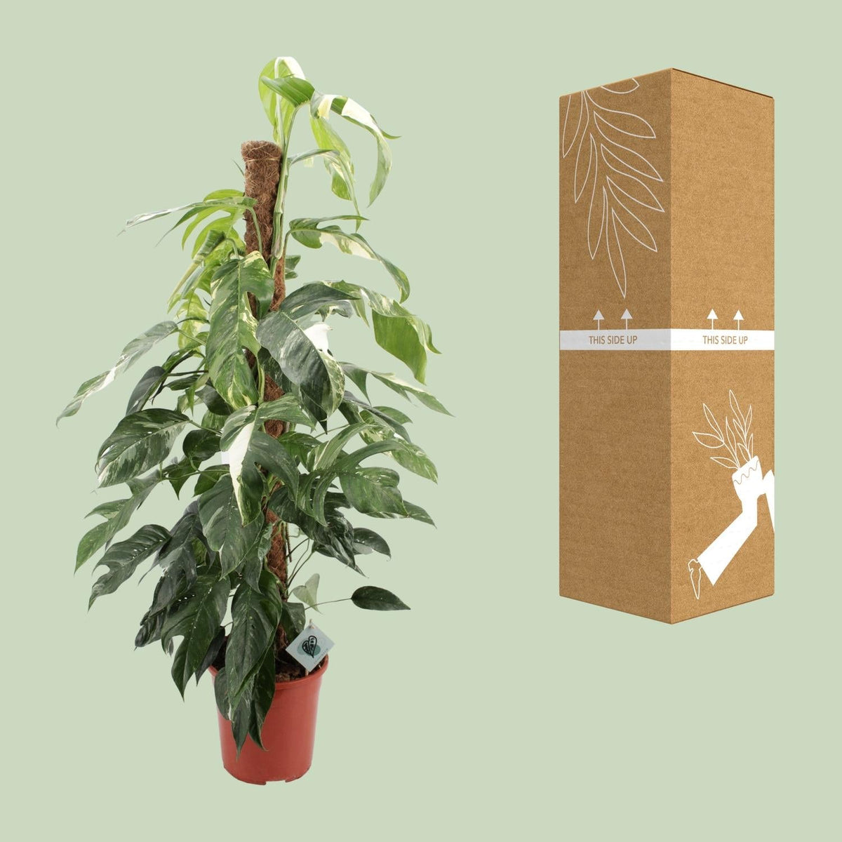 Efeutute - Epipremnum Pinnatum Albo Variegata - Zimmerpflanze - Ø24cm - ↕125cm 